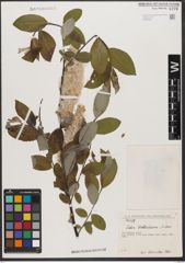 Foto von Salix wallichiana Andersson